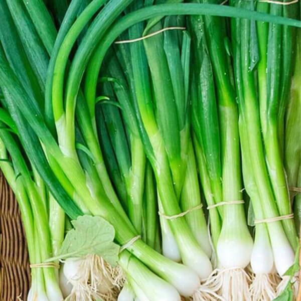 West Coast Seeds Scallion Seeds